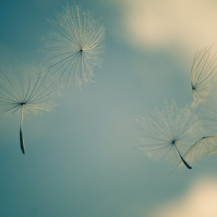 dandelion-seeds-8CD6ZMR
