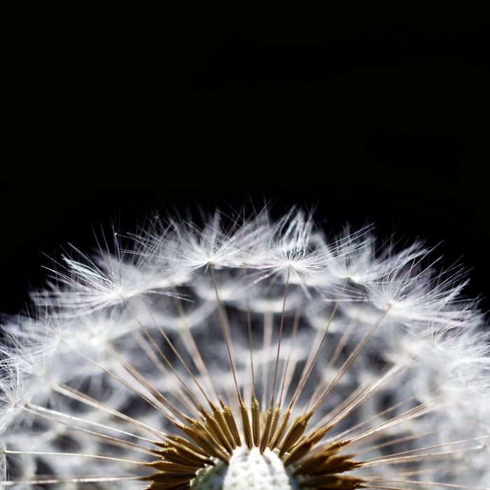 macro of dry dandelion on black background